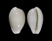 Notocypraea comptonii f. casta