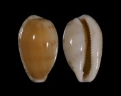 Notocypraea comptonii f. mayi