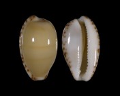 Notocypraea comptonii f. mayi
