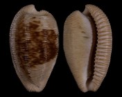 Cypraeovula capensis