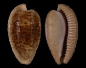 Cypraeovula capensis