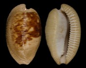 Cypraeovula capensis