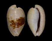 Cypraeovula capensis gonubiensis
