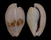 Cypraeovula capensis gonubiensis