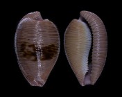 Cypraeovula capensis gonubiensis