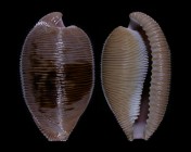 Cypraeovula capensis gonubiensis