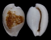 Cypraeovula capensis cineracea