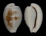 Cypraeovula capensis gorda