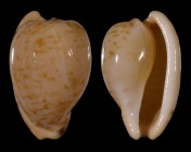 Cypraeovula edentula edentula