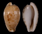 Cypraeovula edentula nahoonensis f. dentata