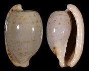 Cypraeovula alfredensis alfredensis