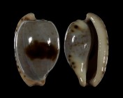 Cypraeovula alfredensis alfredensis