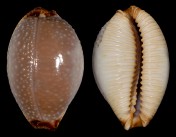 Staphylaea staphylaea nolani