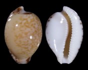 Cypraeovula algoensis algoensis