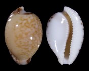 Cypraeovula algoensis algoensis