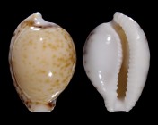 Cypraeovula algoensis algoensis