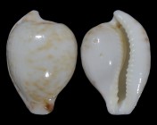 Cypraeovula algoensis algoensis f. bettyensis: Click for larger image Cypraeovula algoensis algoensis f. bettyensis