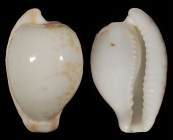 Cypraeovula algoensis liltvedi f. bettyensis