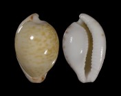 Cypraeovula algoensis algoensis