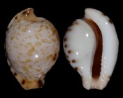 Cypraeovula edentula sanfrancisca f. astonensis