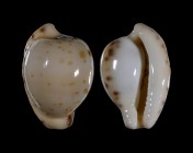 Cypraeovula algoensis permarginata f. sanfrancisca
