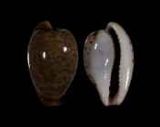 Cypraeovula mikeharti