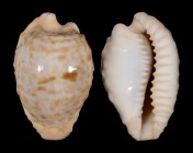 Cypraeovula coronata coronata