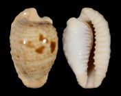 Cypraeovula coronata coronata
