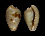 Cypraeovula coronata coronata
