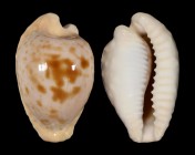 Cypraeovula coronata coronata