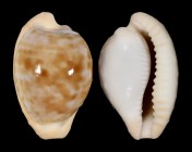 Cypraeovula coronata debruini