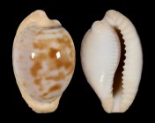 Cypraeovula coronata debruini