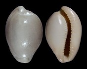 Cypraeovula fuscorubra fuscorubra