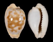 Cypraeovula coronata debruini
