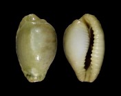 Cypraeovula coronata debruini