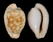Cypraeovula coronata debruini