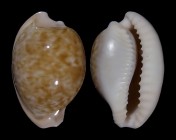 Cypraeovula fuscorubra fuscorubra