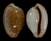 Cypraeovula fuscorubra fuscorubra