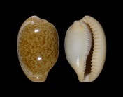Cypraeovula fuscorubra fuscorubra