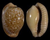 Cypraeovula fuscorubra
