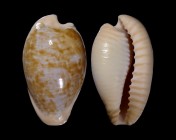 Cypraeovula fuscodentata grohorum