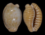 Cypraeovula fuscodentata sphaerica