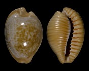 Cypraeovula fuscodentata sphaerica