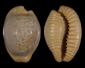 Cypraeovula fuscodentata sphaerica