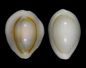 Monetaria annulus 