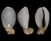 Monetaria annulus f. appendiculata