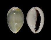 Monetaria annulus 