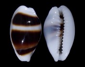 Palmadusta asellus vespacea