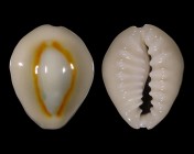 Monetaria sublitorea