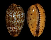 Palmadusta humphreyii 